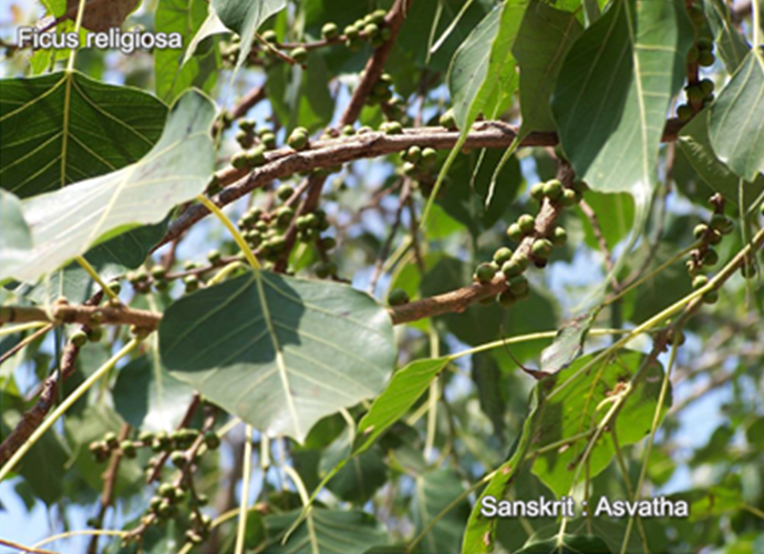 Ficus religiosa