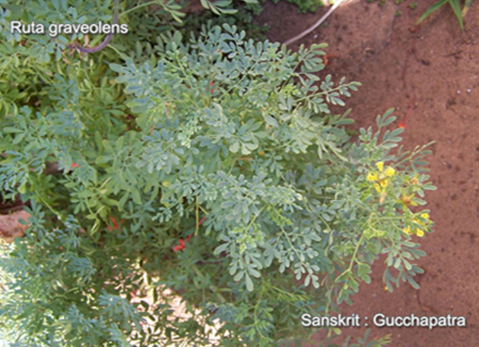 Ruta graveolens