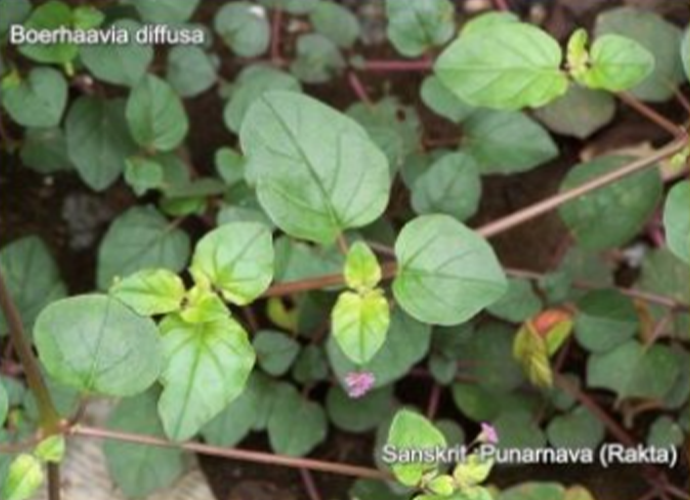 Boerhavia diffusa