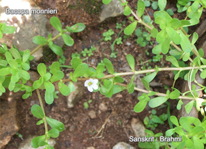 Bacopa monnieri