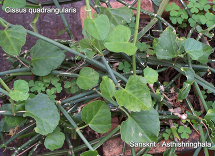 Cissus quadrangularis