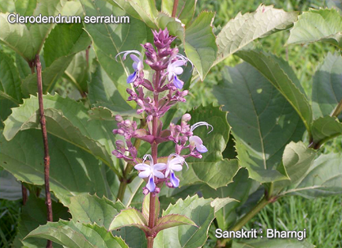 Clerodendrum serratum