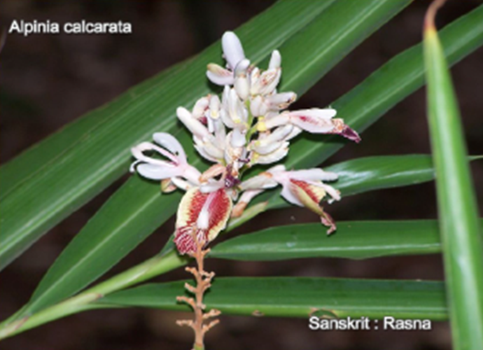 Alpinia calcarata