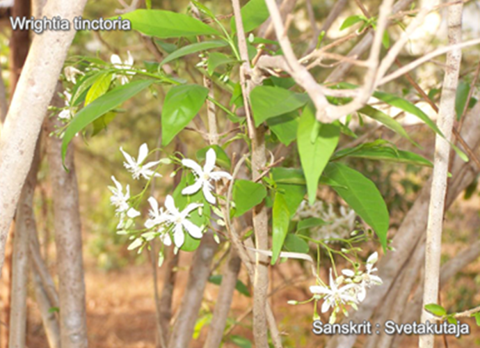 Wrightia tinctoria