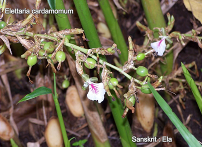 Elettaria cardamomum