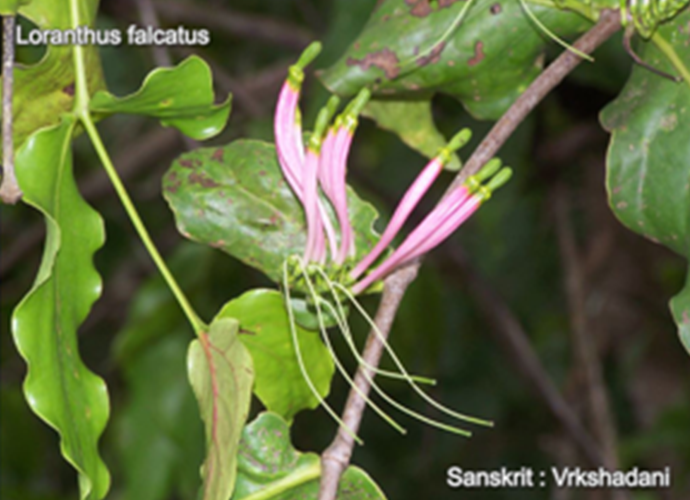 Loranthus falcatus