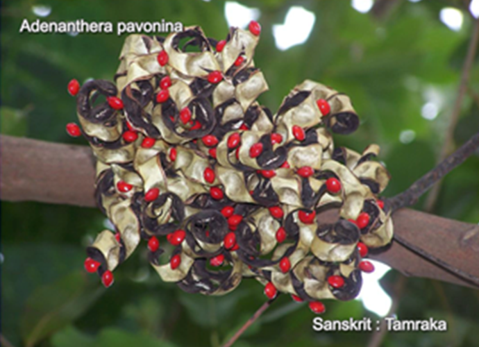 Adenanthera pavonina