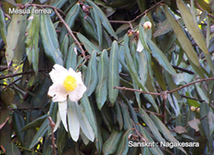Mesua ferrea