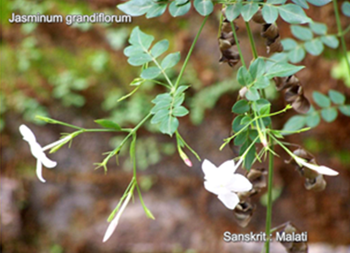 Jasminum grandiflorum