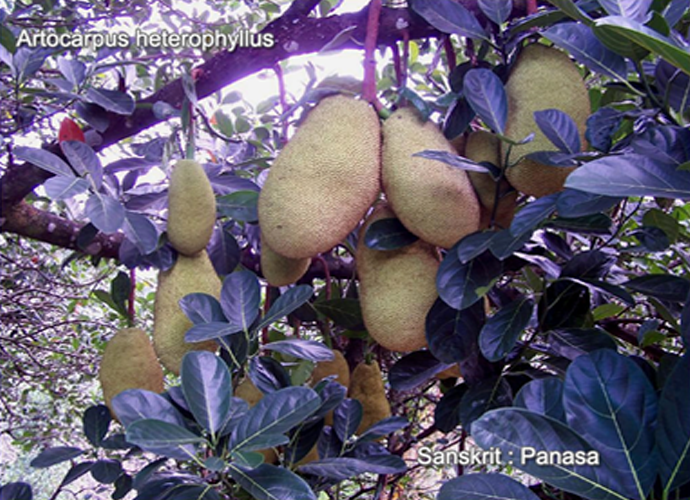 Artocarpus heterophyllus