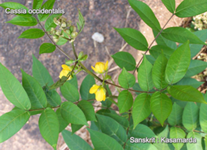 Cassia occidentalis