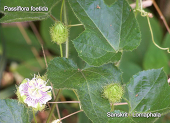 Passiflora foetida