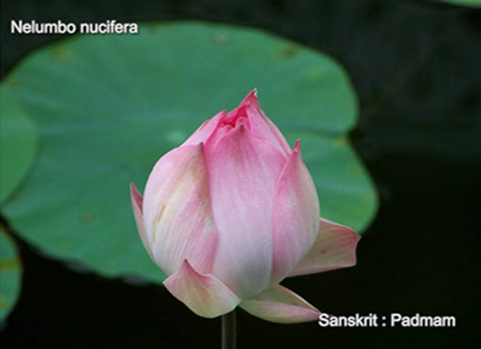 Nelumbo nucifera