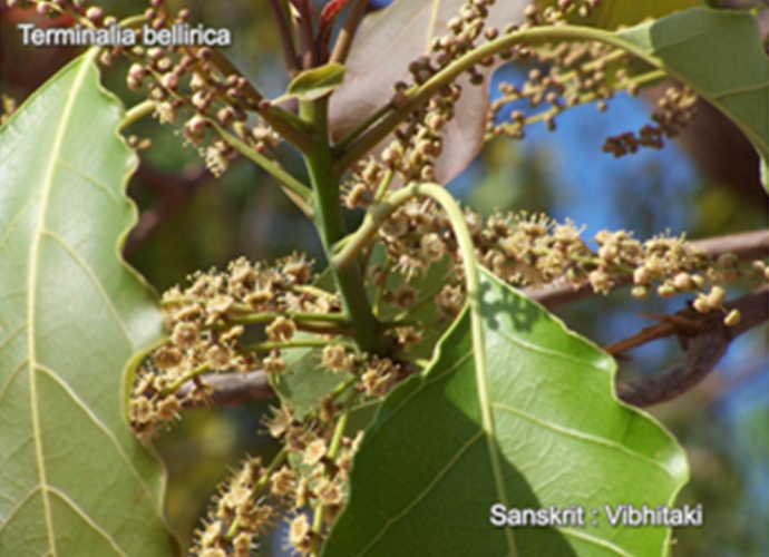 Terminalia bellirica