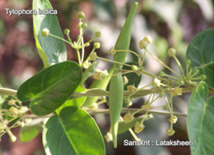 Tylophora indica