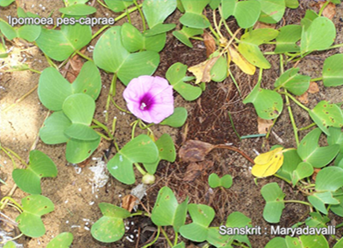 Ipomoea pes-caprae
