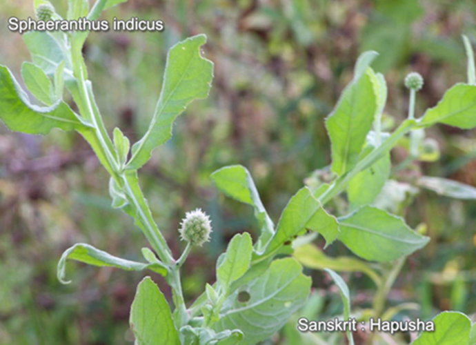 Sphaeranthus indicus