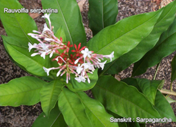 Rauvolfia serpentina