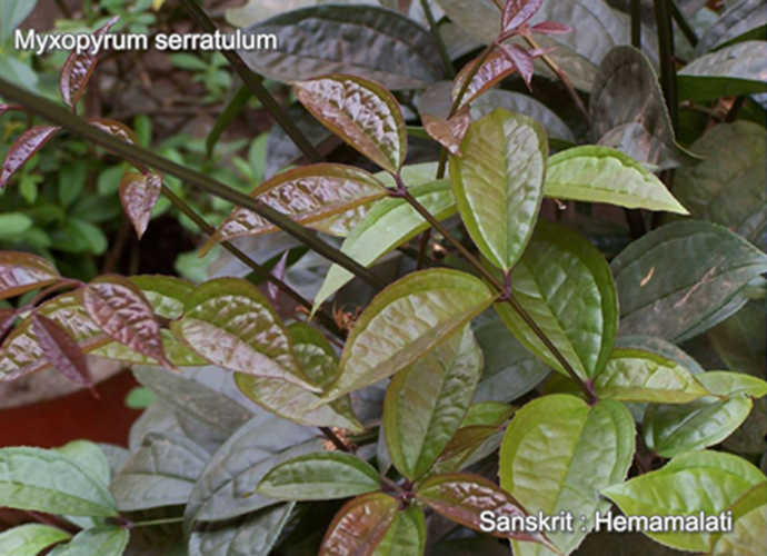 Myxopyrum serratulum