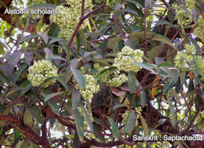 Pirimulaceae