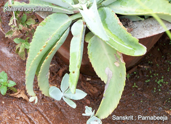 Kalanchoe pinnata