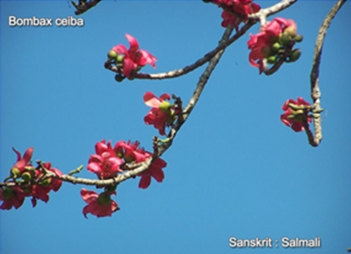 Bombax ceiba