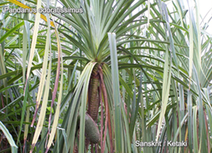 Pandanus odoratissimus