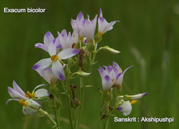 Exacum bicolor