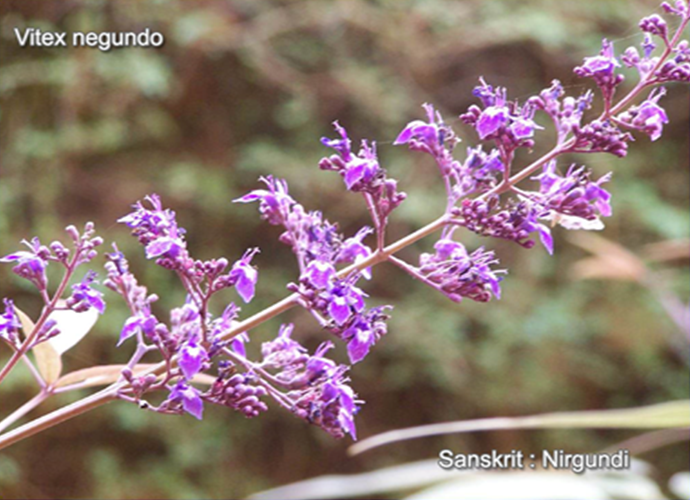 Vitex negundo