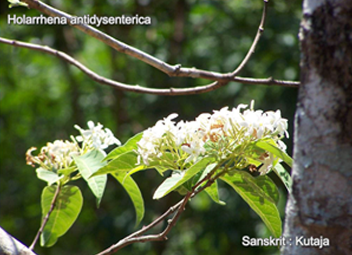 Holarrhena antidysenterica