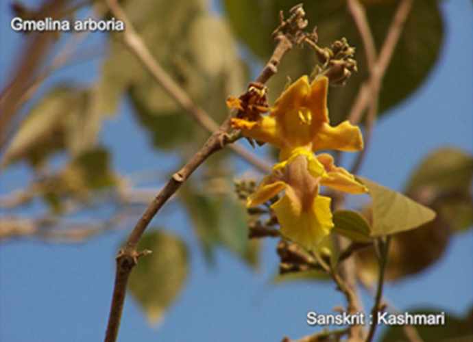 Gmelina arborea

