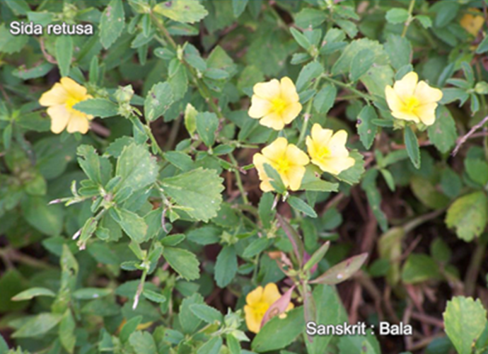 Sida retusa