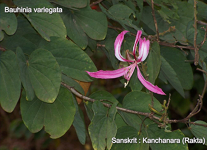 Bauhinia variegata