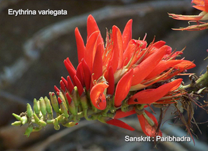 Erythrina variegata