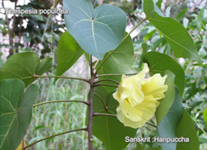 Thespesia populnea