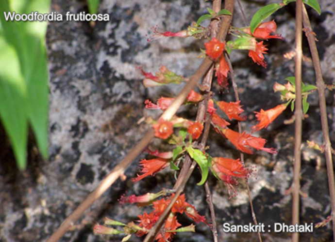 Woodfordia fruticosa