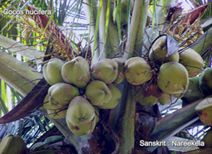 Cocos nucifera