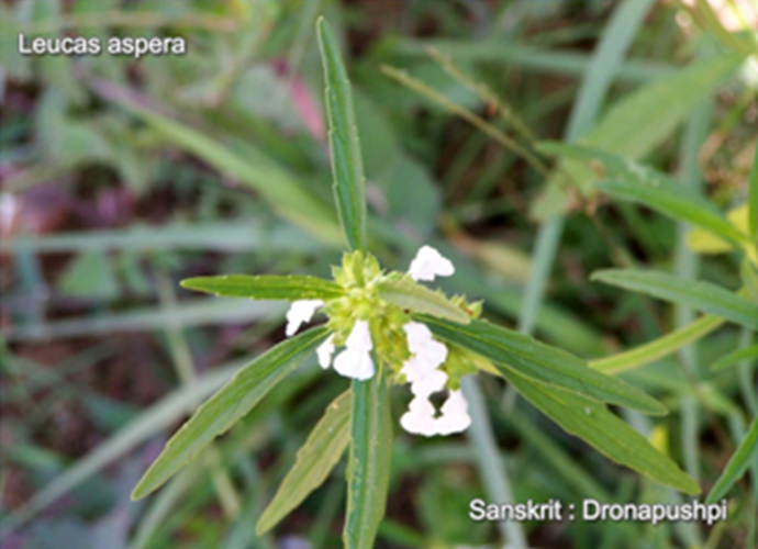 Leucas aspera