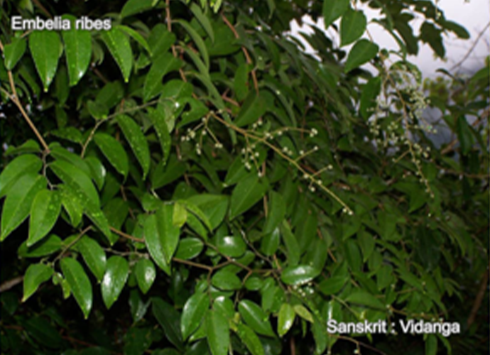 Pirimulaceae